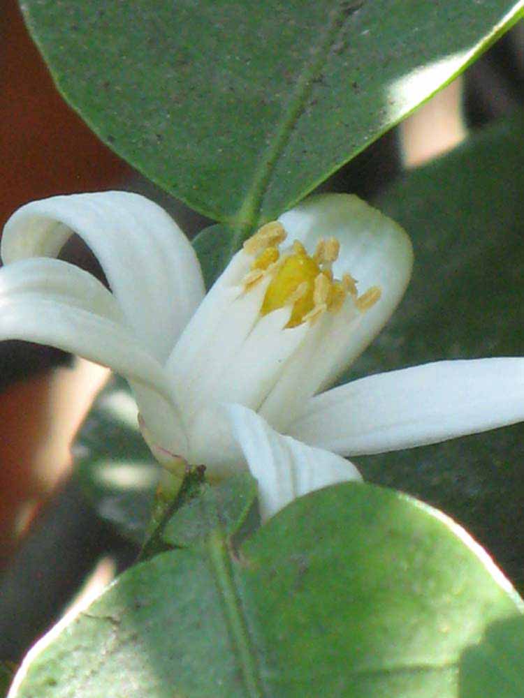              Flower (Riverside, CA)       